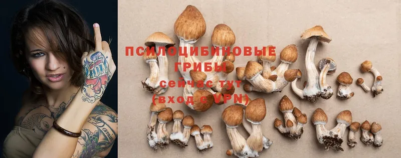 omg ONION  Звенигово  Галлюциногенные грибы Cubensis 